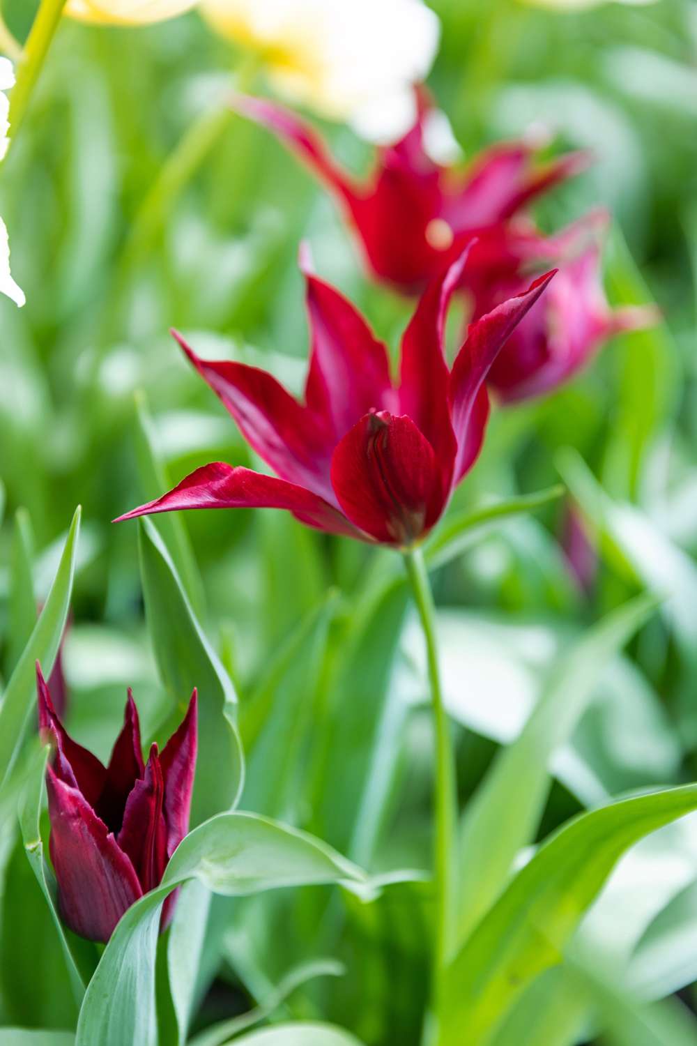 Tulipan 'Sarah Raven'
